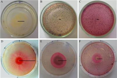 Bioactive Properties of Syzygium cumini (L.) Skeels Pulp and Seed Phenolic Extracts